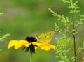 アラゲハンゴンソウにモンキチョウ