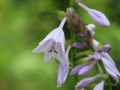 オオバギボウシ