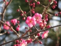 久里浜天神社の梅