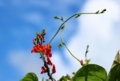 花豆の花