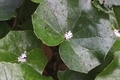 霰が降った