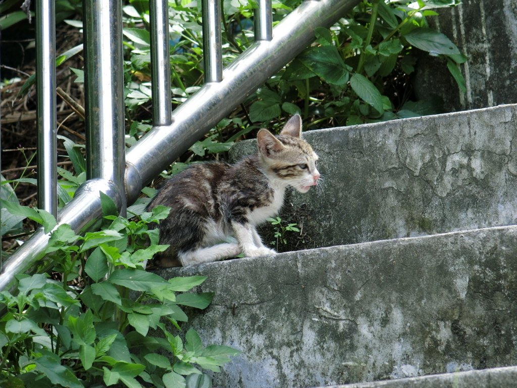 f:id:mieezore:20180819142608j:plain f:id:mieezore:20180819142608j:plain