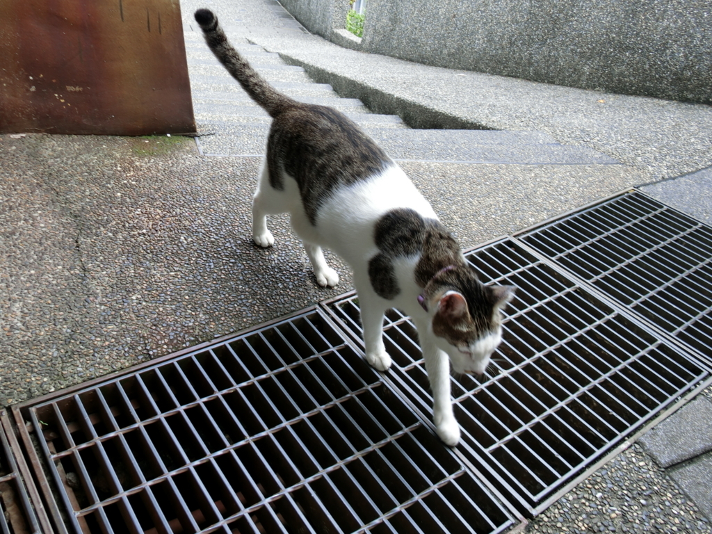 f:id:mieezore:20180819144541j:plain f:id:mieezore:20180819144541j:plain