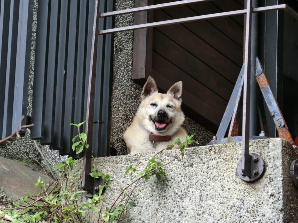 f:id:mieezore:20180819173317j:plain