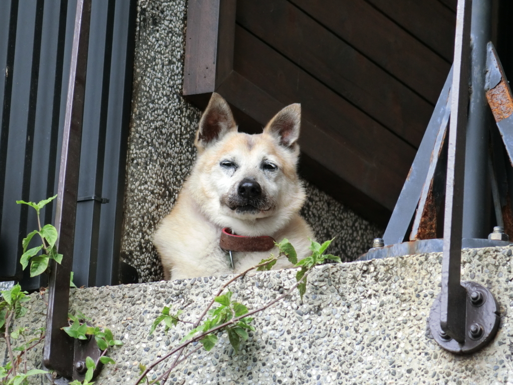 f:id:mieezore:20180819173403j:plain