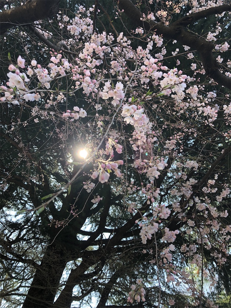 f:id:mieko-chan:20220324103719j:image