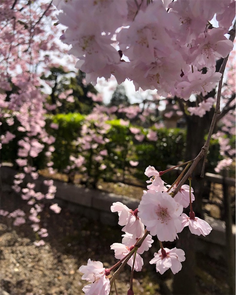 f:id:mieko-chan:20220403101110j:image