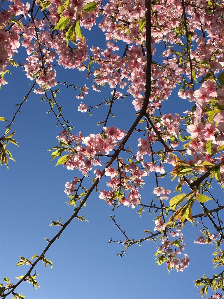 f:id:miema8910:20250330175157j:image