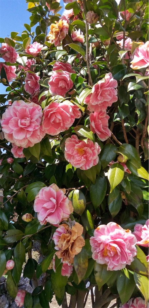 f:id:miema8910:20250417183616j:image
