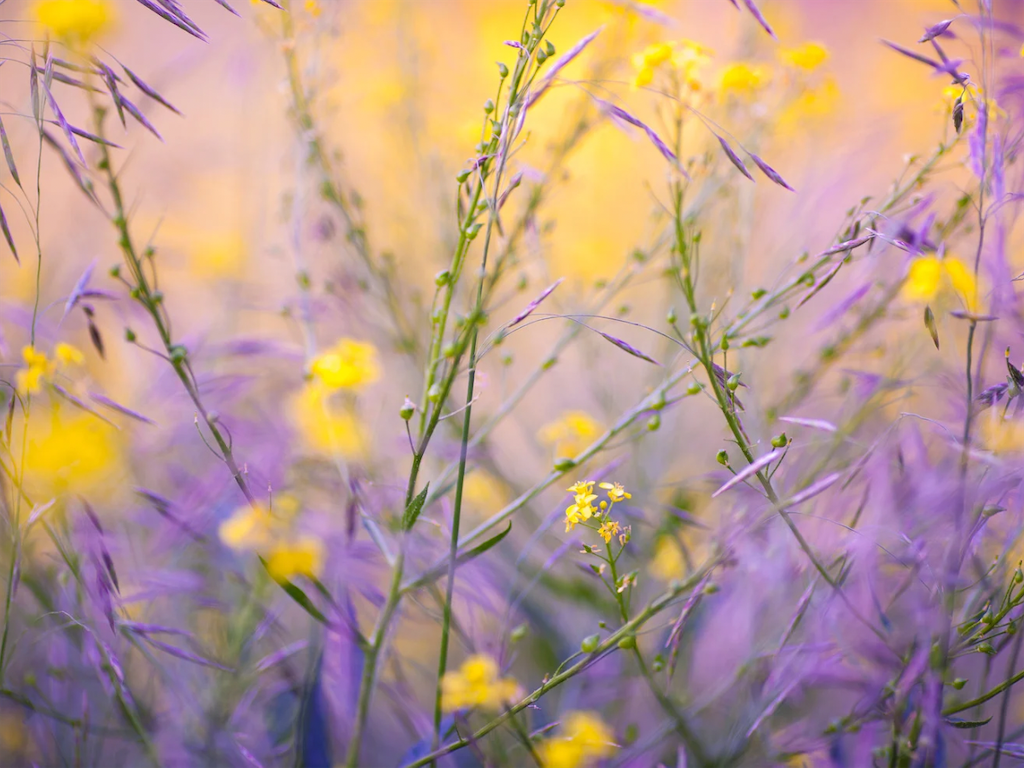 f:id:miema8910:20250502231823p:image