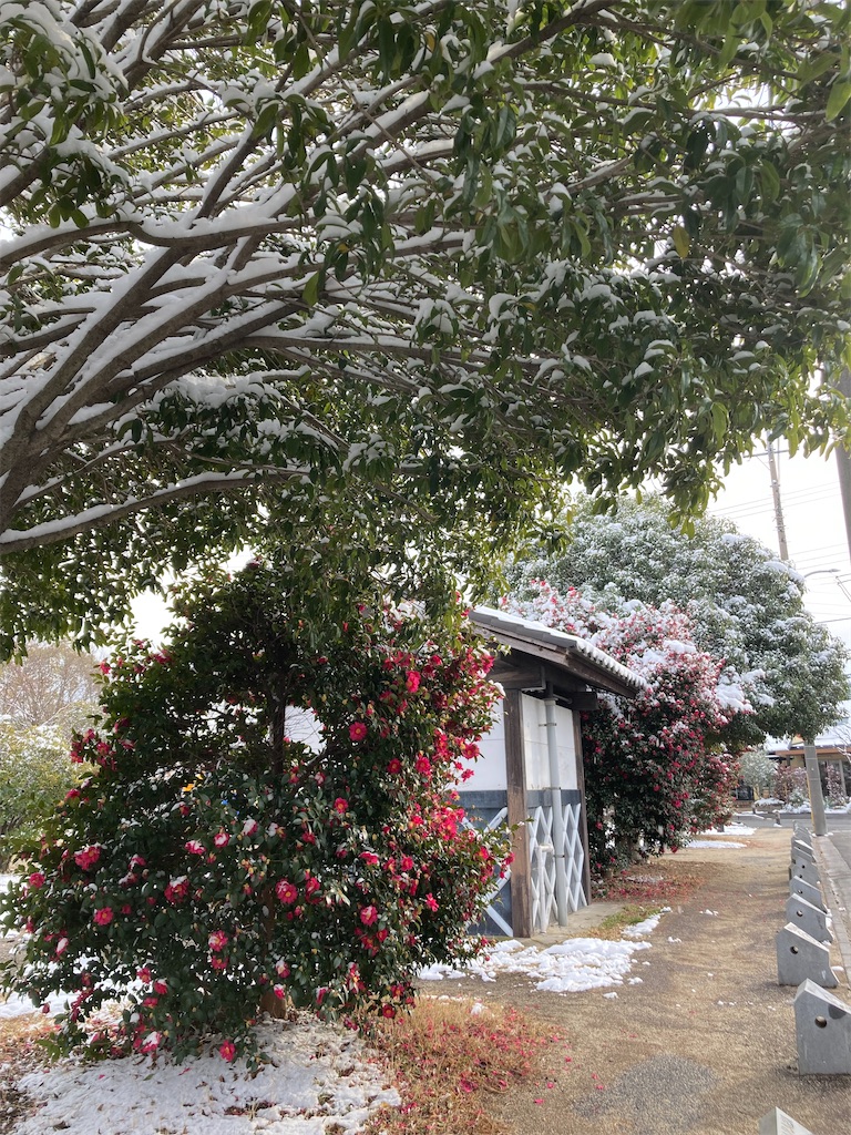 f:id:miema8910:20260208172719j:image