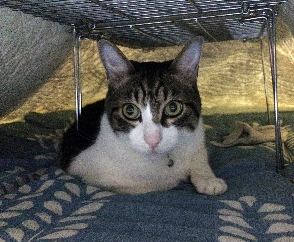 f:id:miemieization:20170708215219j:plain