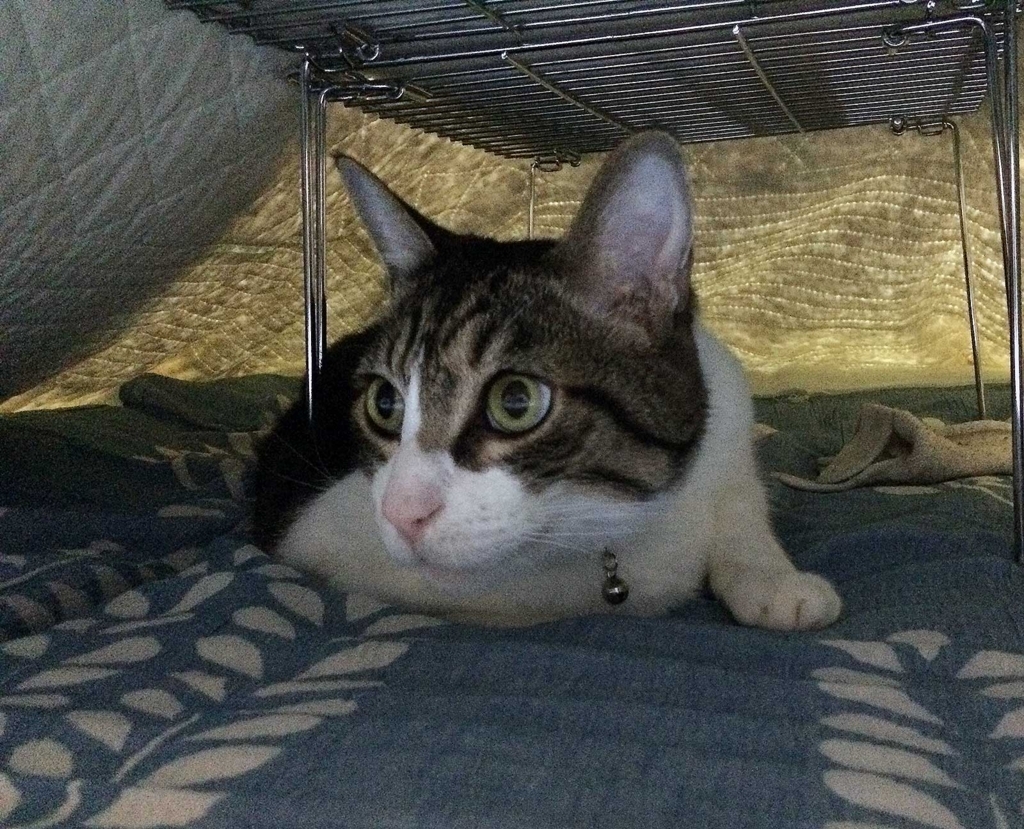 f:id:miemieization:20170708215253j:plain