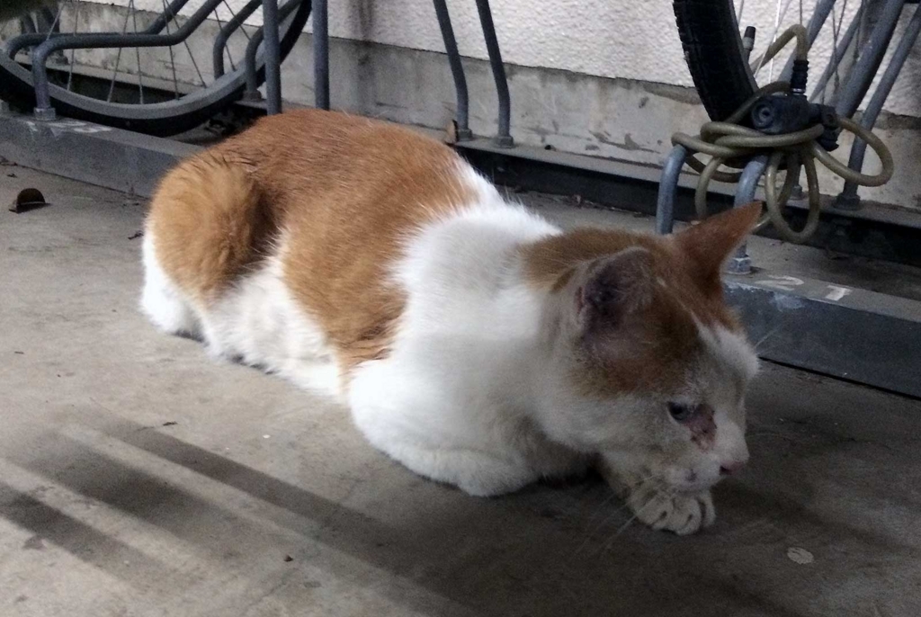 f:id:miemieization:20170827212029j:plain