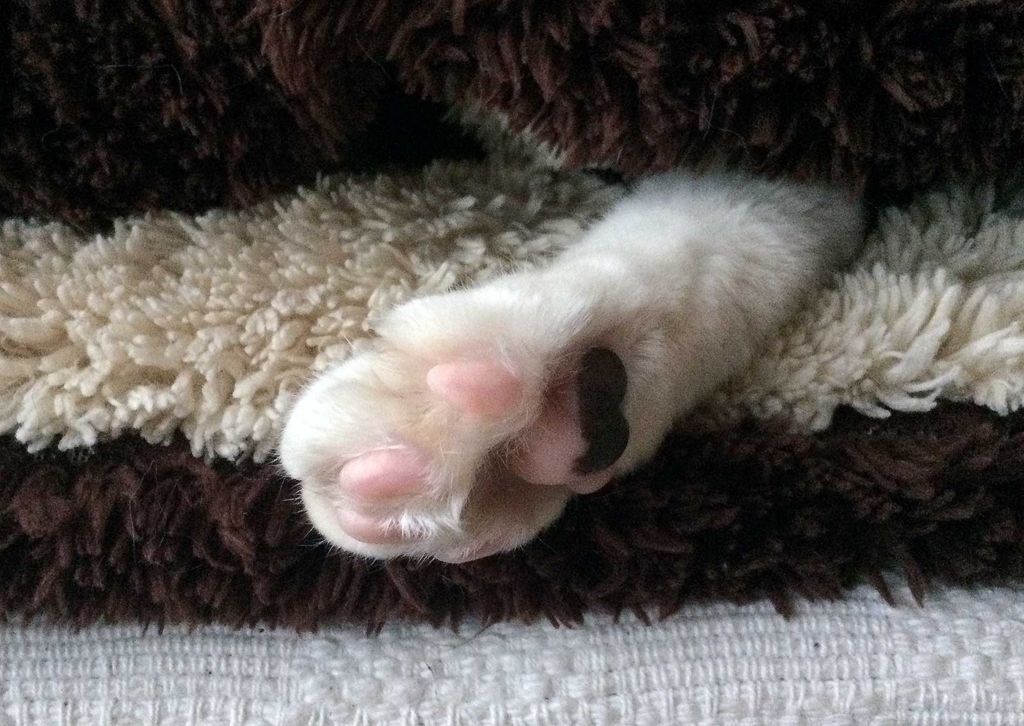 f:id:miemieization:20180112214421j:plain