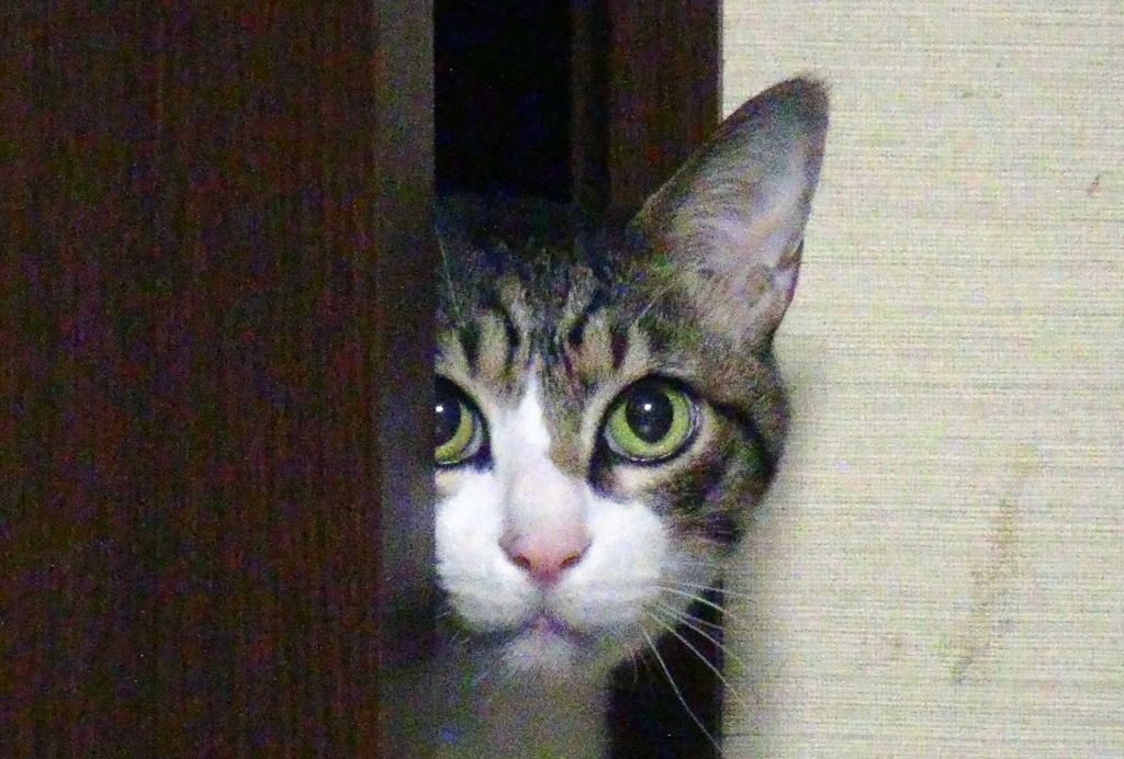 f:id:miemieization:20180114220852j:plain