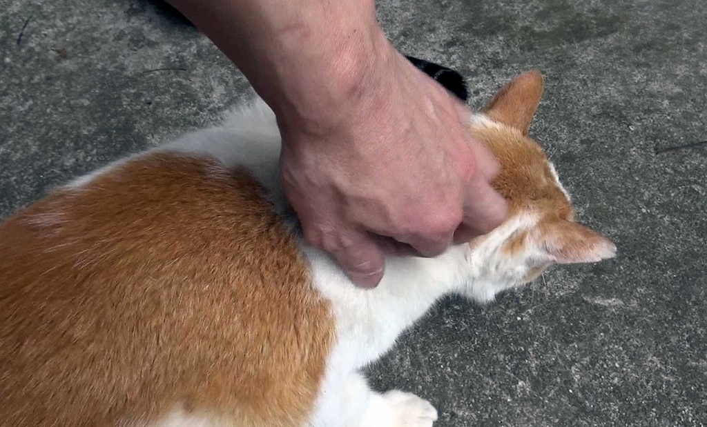 f:id:miemieization:20180503202816j:plain