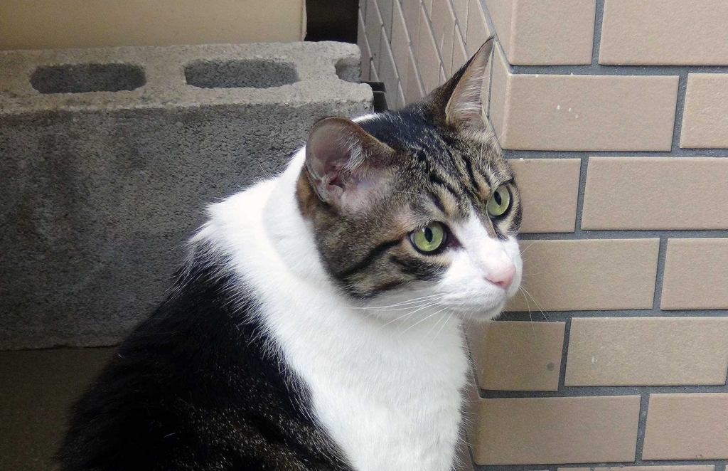 f:id:miemieization:20180523211945j:plain