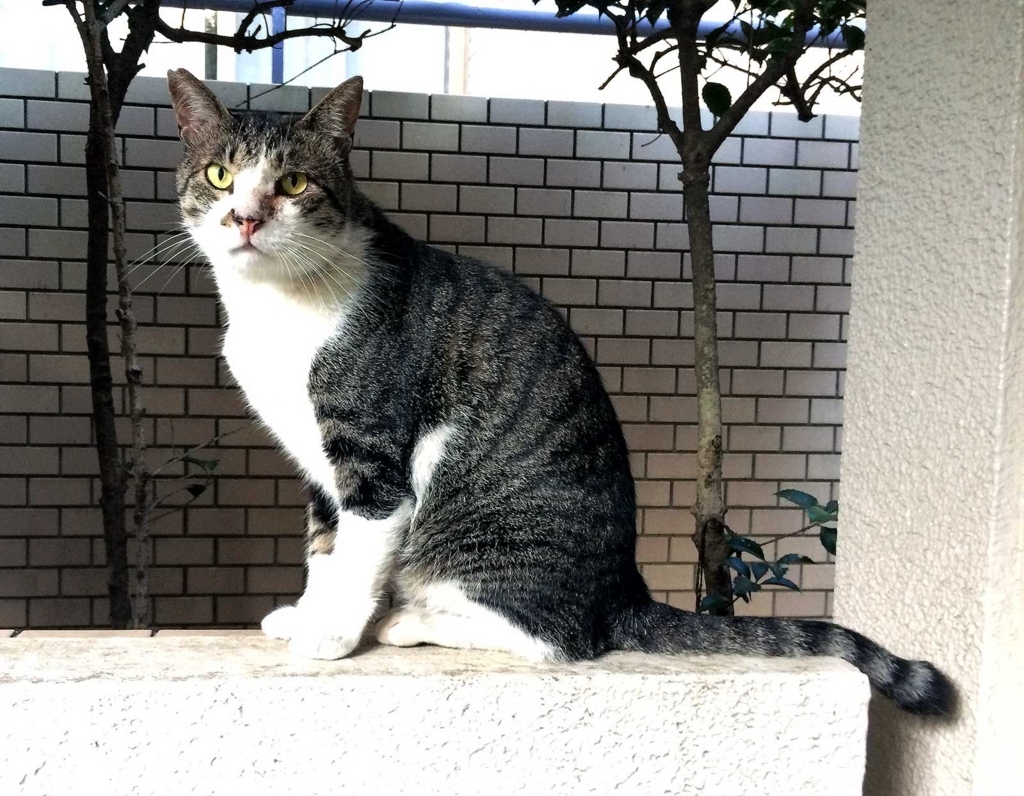 f:id:miemieization:20180802210041j:plain