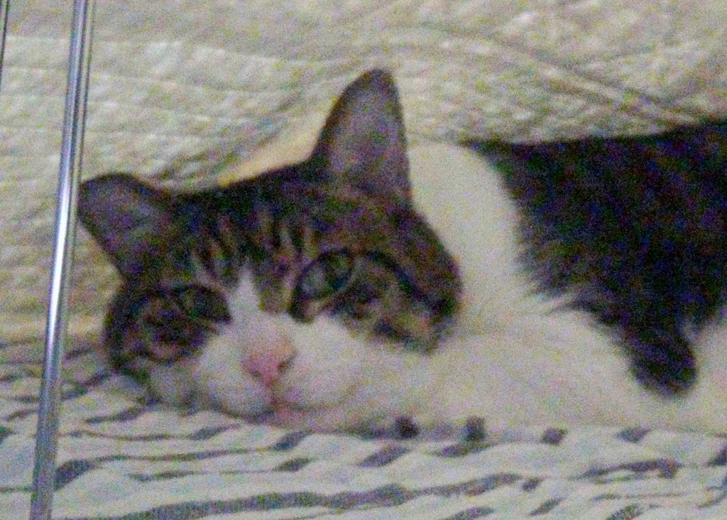 f:id:miemieization:20180813213556j:plain