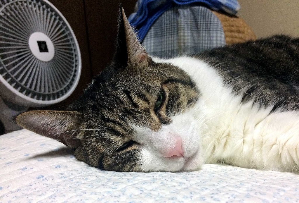 f:id:miemieization:20180830211240j:plain