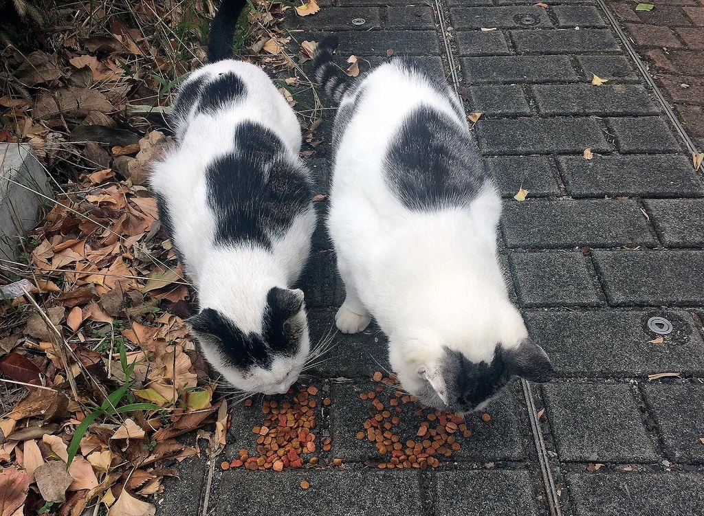 f:id:miemieization:20181020223410j:plain