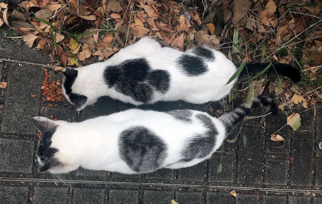 f:id:miemieization:20181020223428j:plain