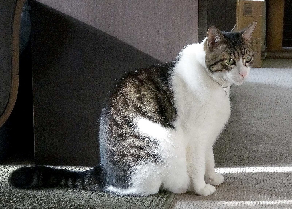 f:id:miemieization:20181118215721j:plain