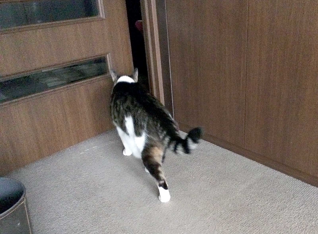 f:id:miemieization:20190307203742j:plain