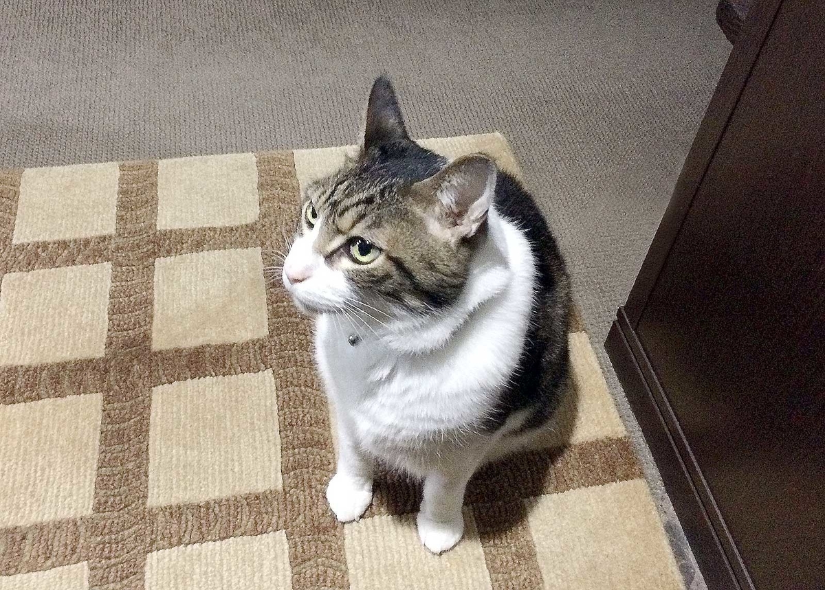 f:id:miemieization:20190328215830j:plain