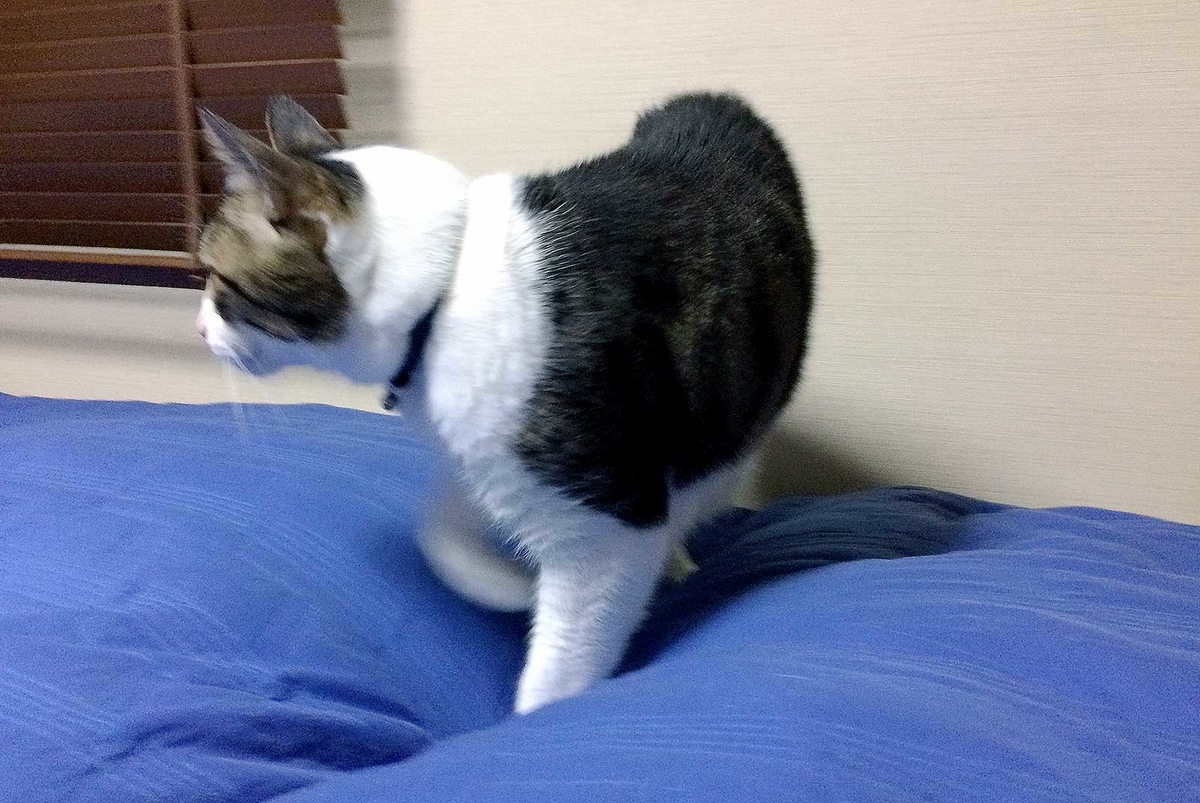 f:id:miemieization:20190411213545j:plain f:id:miemieization:20190411213545j:plain