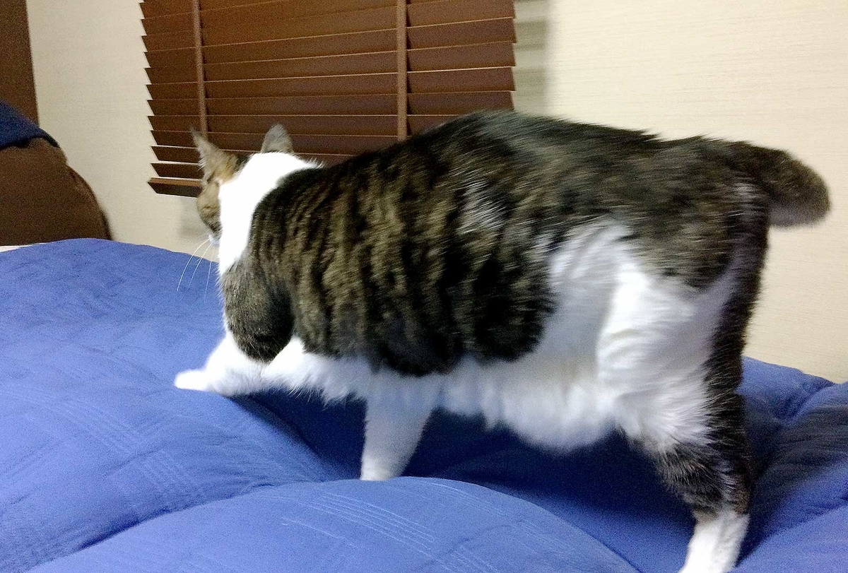 f:id:miemieization:20190411213614j:plain f:id:miemieization:20190411213614j:plain