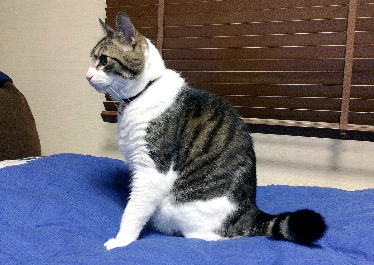f:id:miemieization:20190411213644j:plain f:id:miemieization:20190411213644j:plain