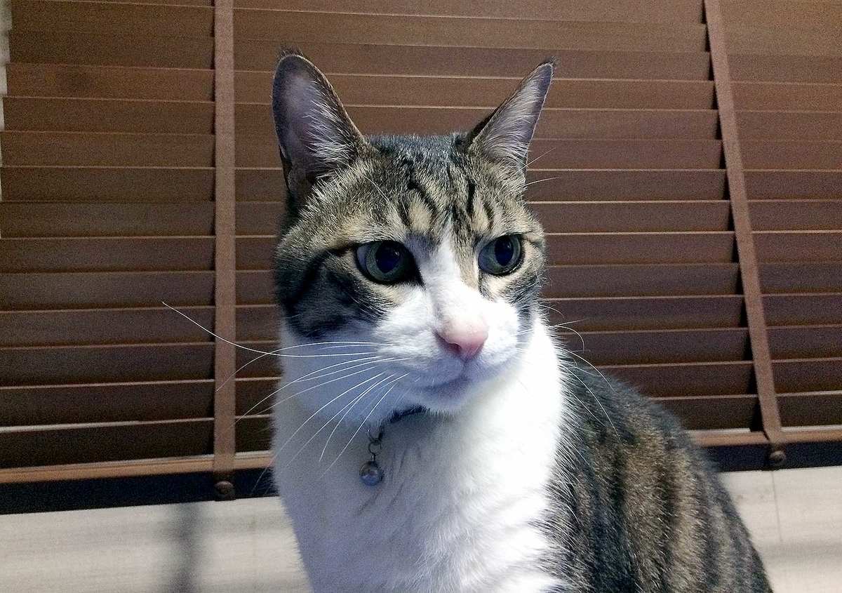 f:id:miemieization:20190411213715j:plain f:id:miemieization:20190411213715j:plain