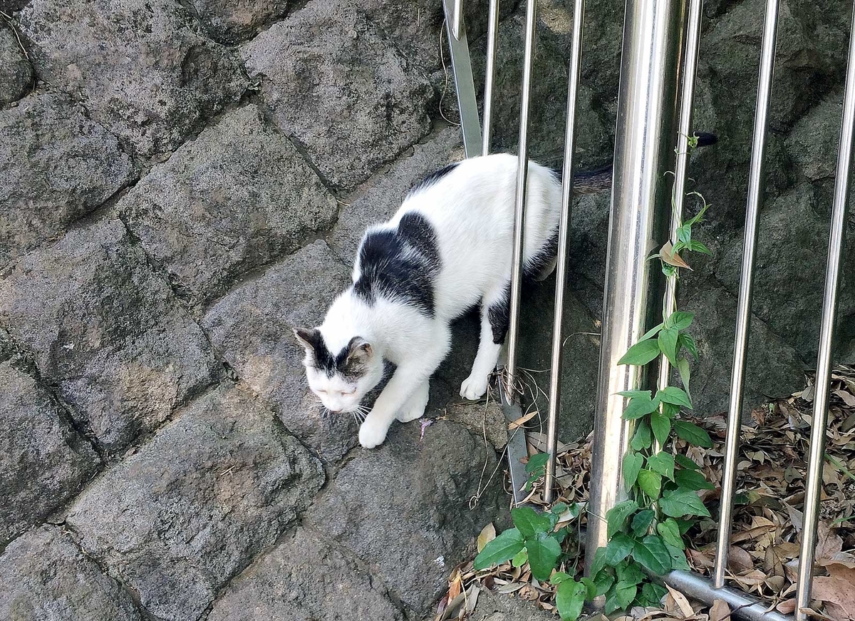 f:id:miemieization:20190526081940j:plain