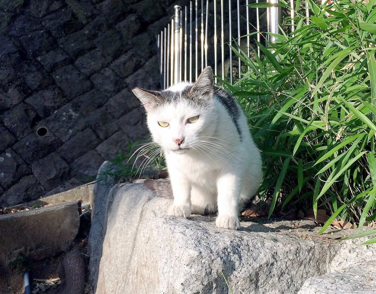 f:id:miemieization:20190526082138j:plain