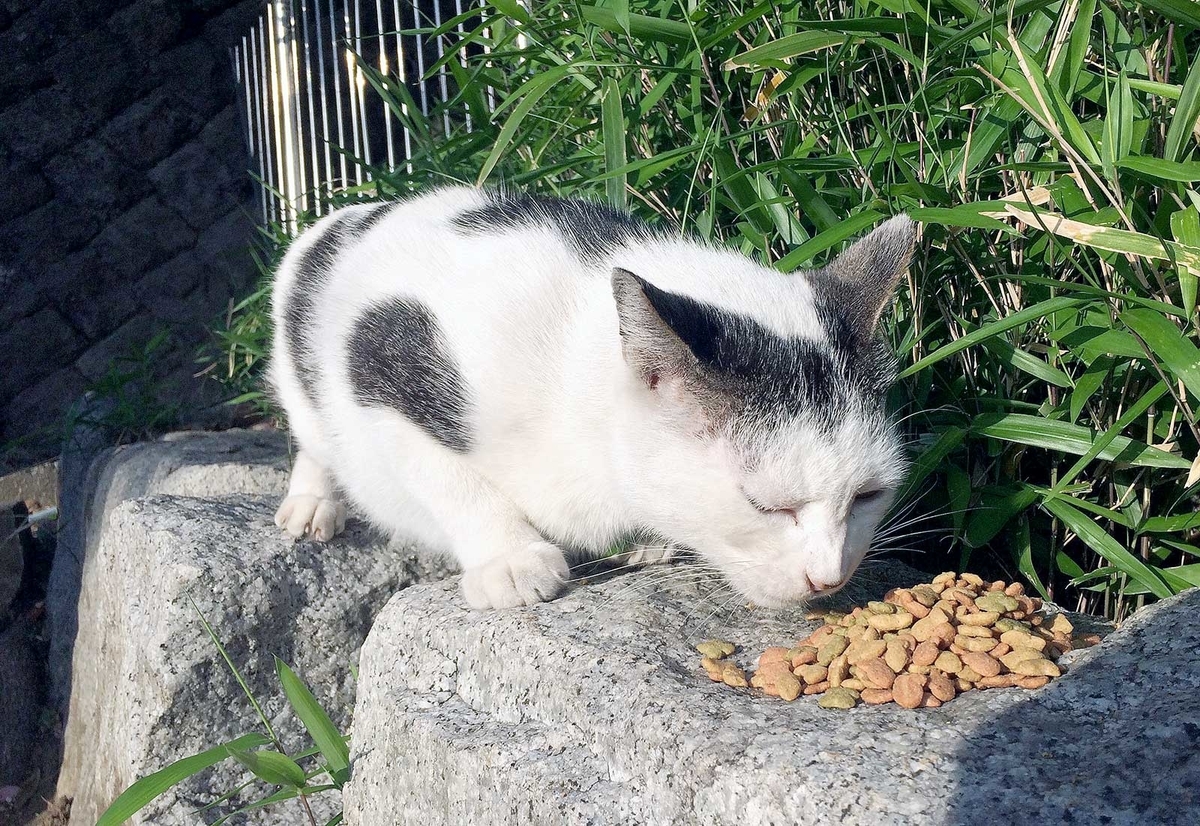 f:id:miemieization:20190526082214j:plain