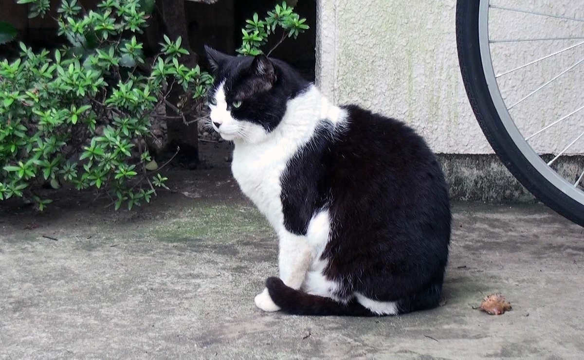 f:id:miemieization:20190605215419j:plain