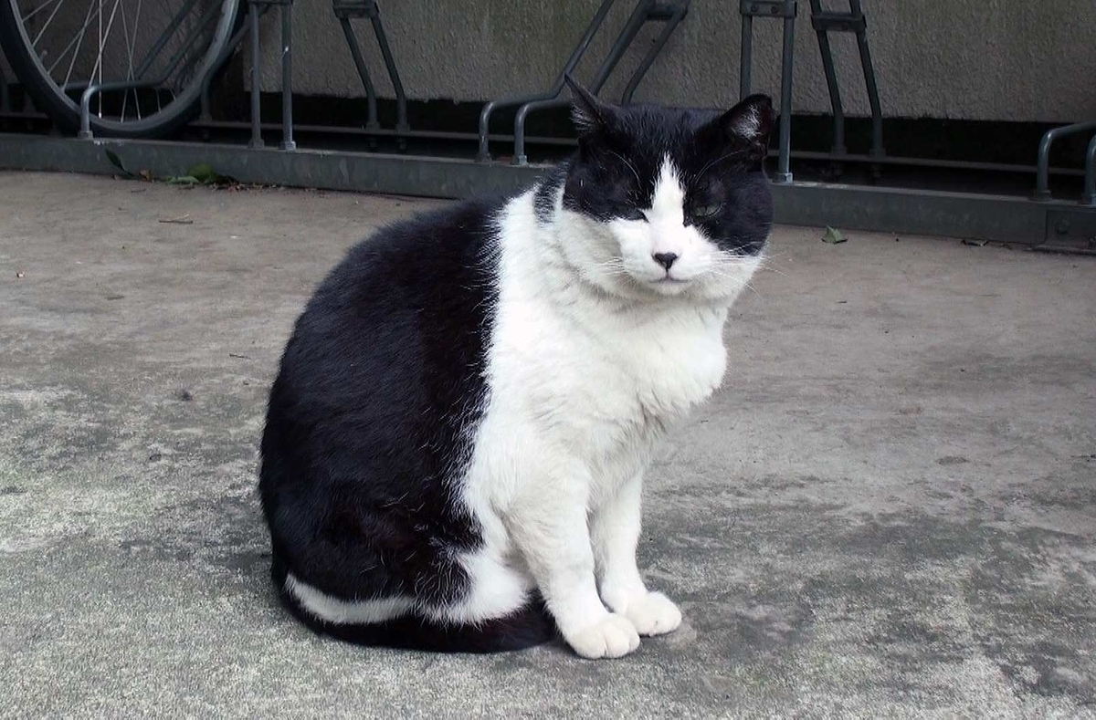 f:id:miemieization:20190605220023j:plain