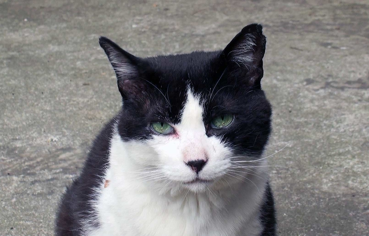 f:id:miemieization:20190605220204j:plain