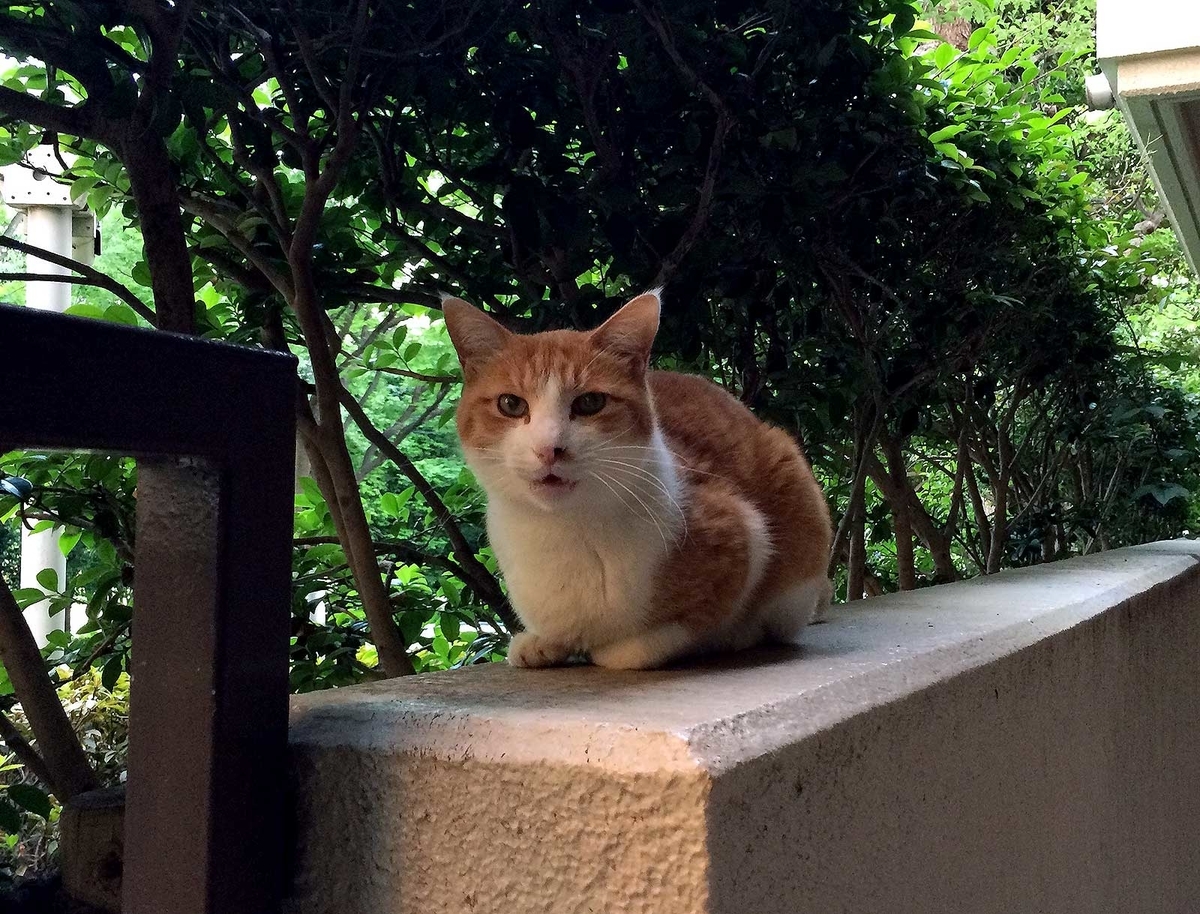 f:id:miemieization:20190608204247j:plain