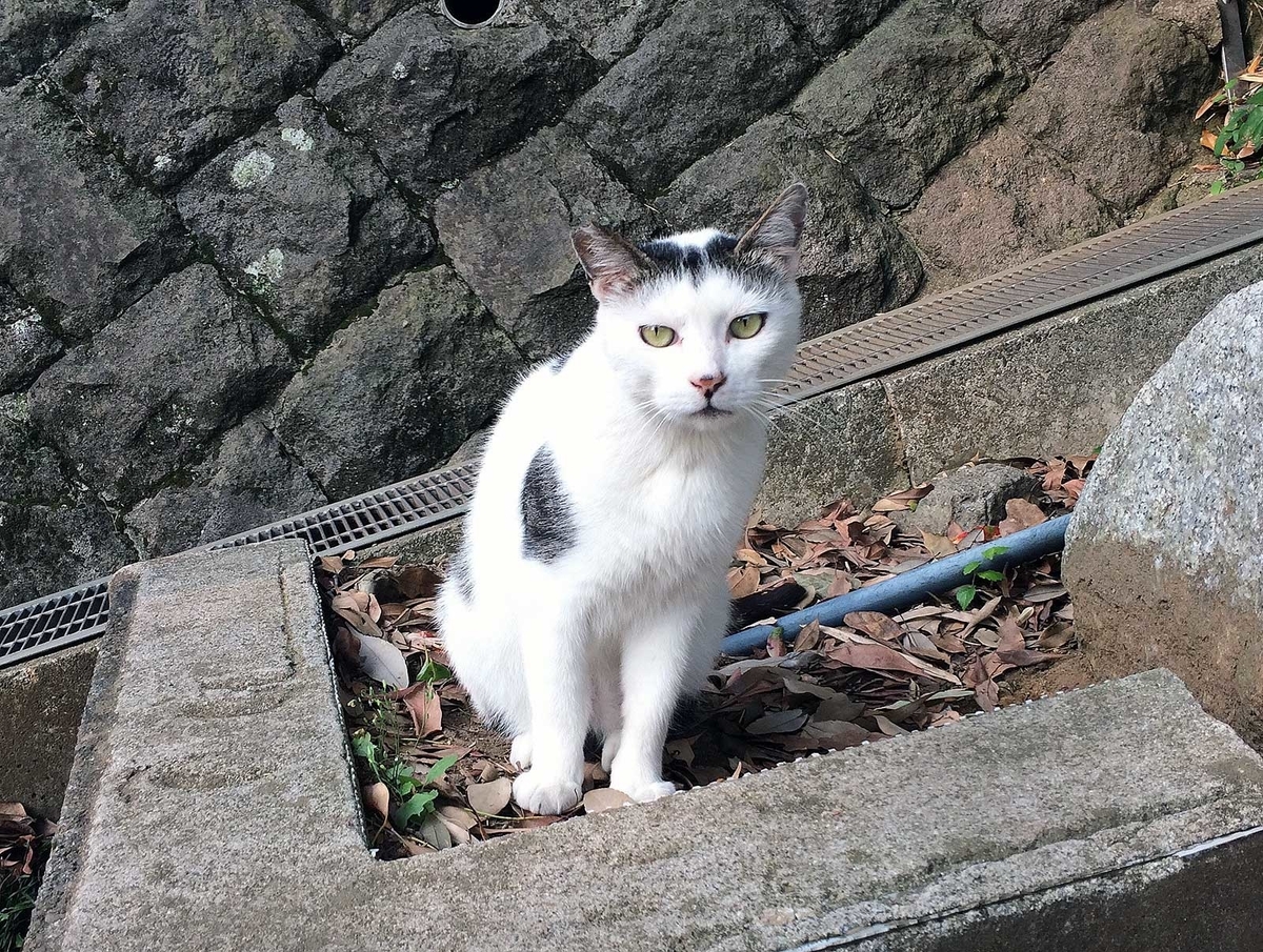 f:id:miemieization:20190621203917j:plain