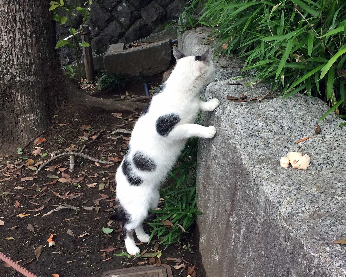 f:id:miemieization:20190621204117j:plain