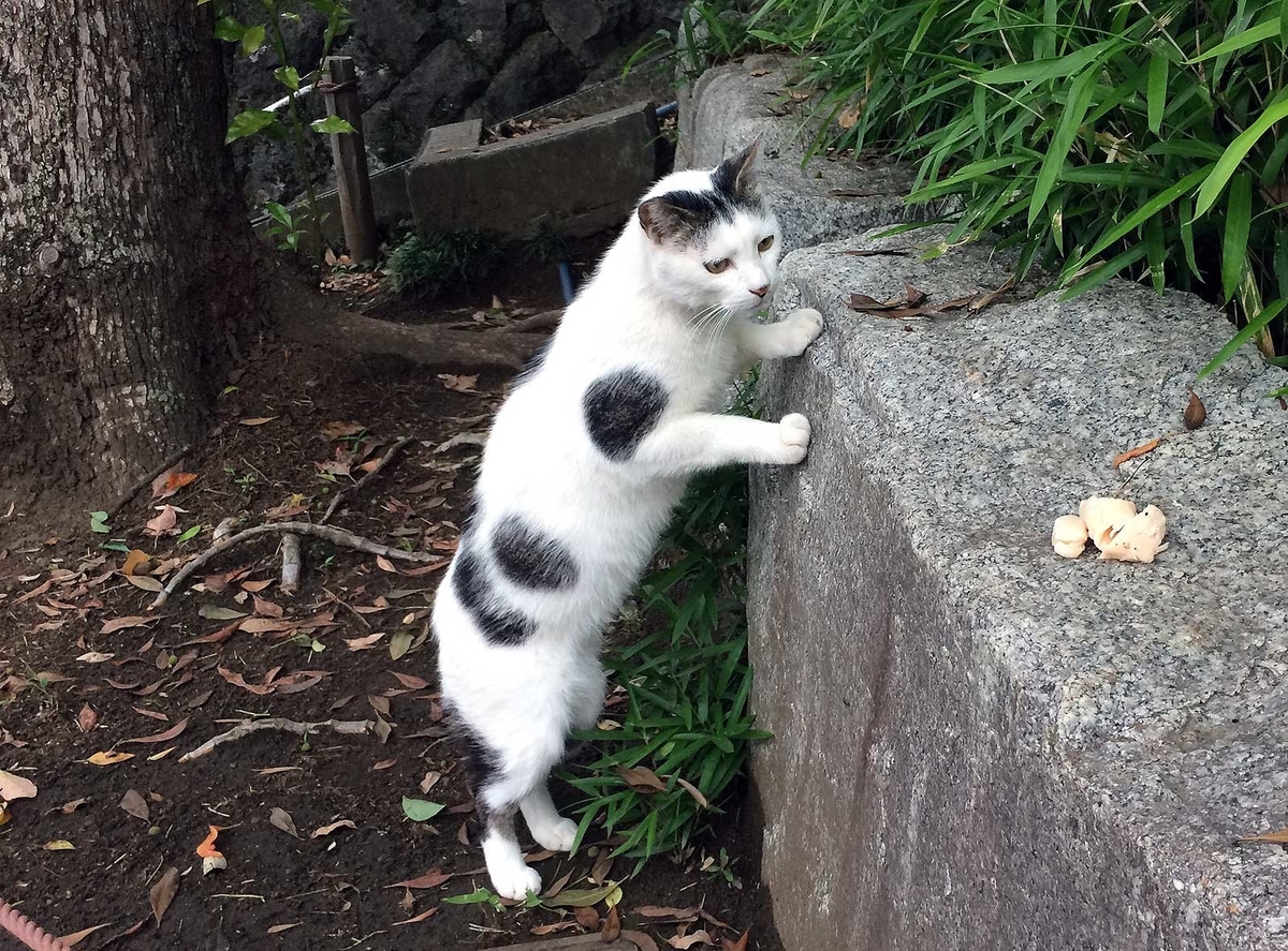 f:id:miemieization:20190621204244j:plain