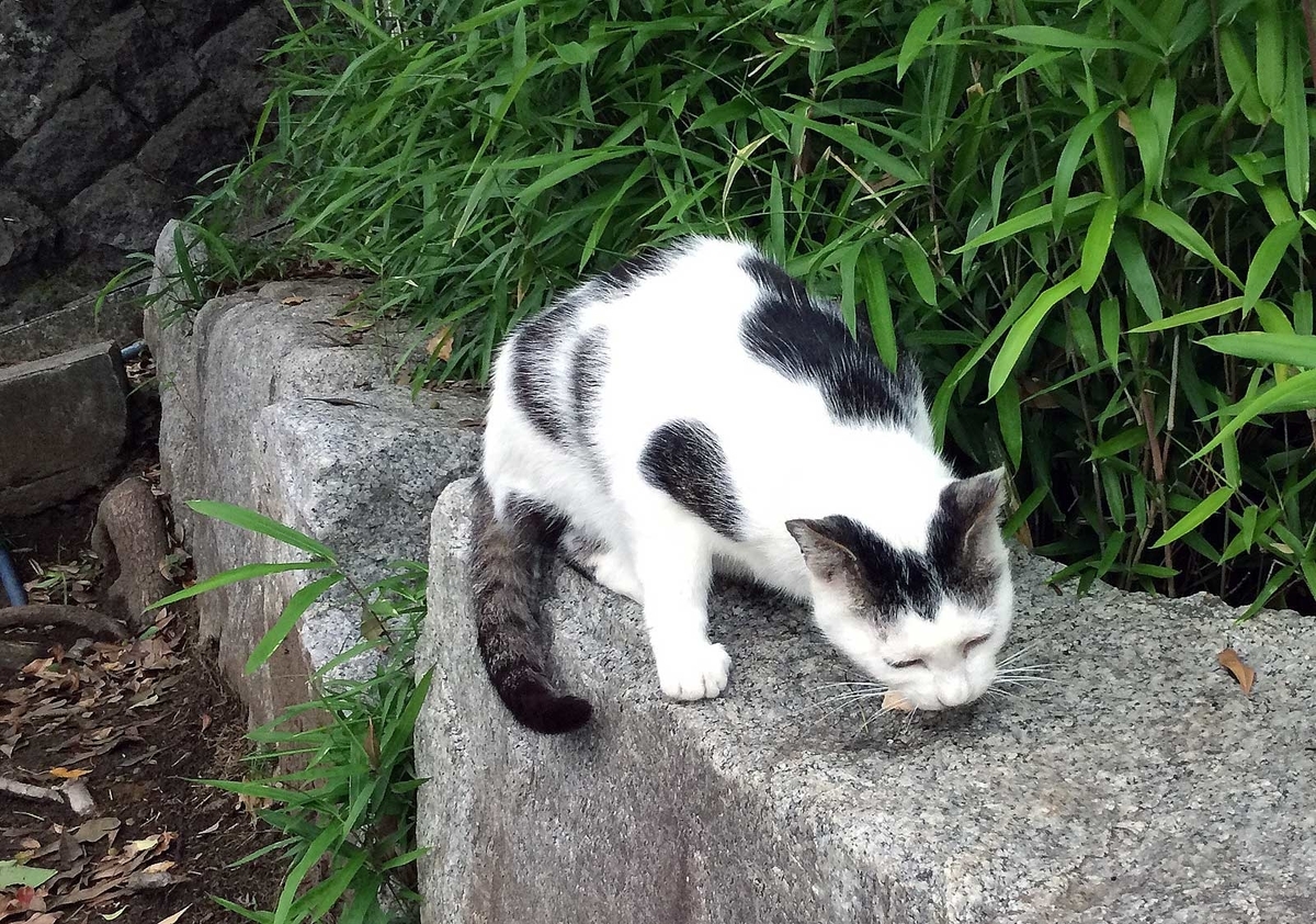 f:id:miemieization:20190621204448j:plain