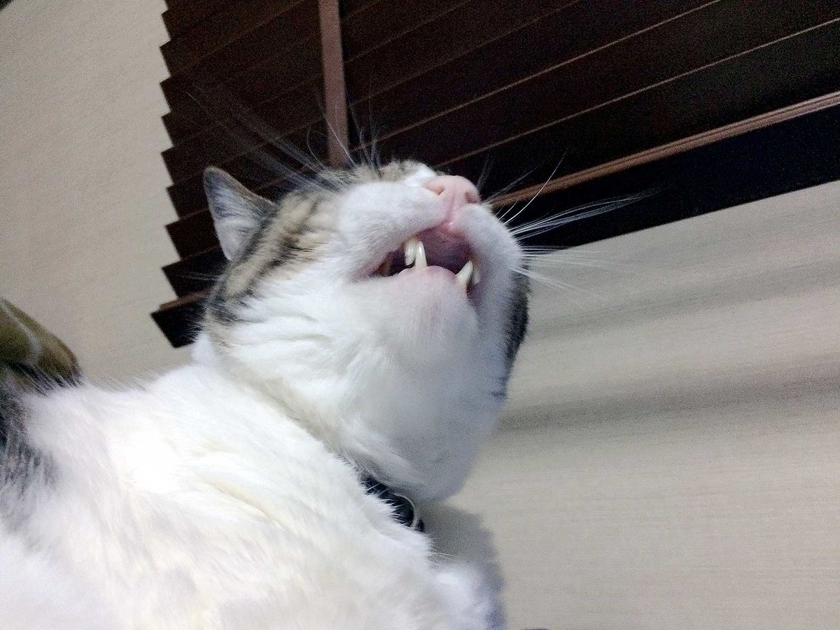 f:id:miemieization:20190701210927j:plain