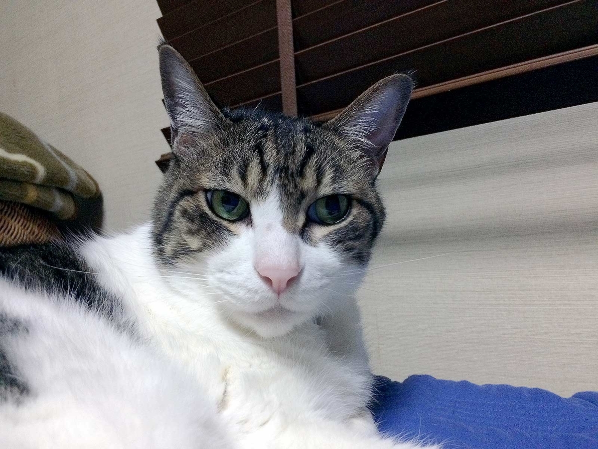 f:id:miemieization:20190701211032j:plain