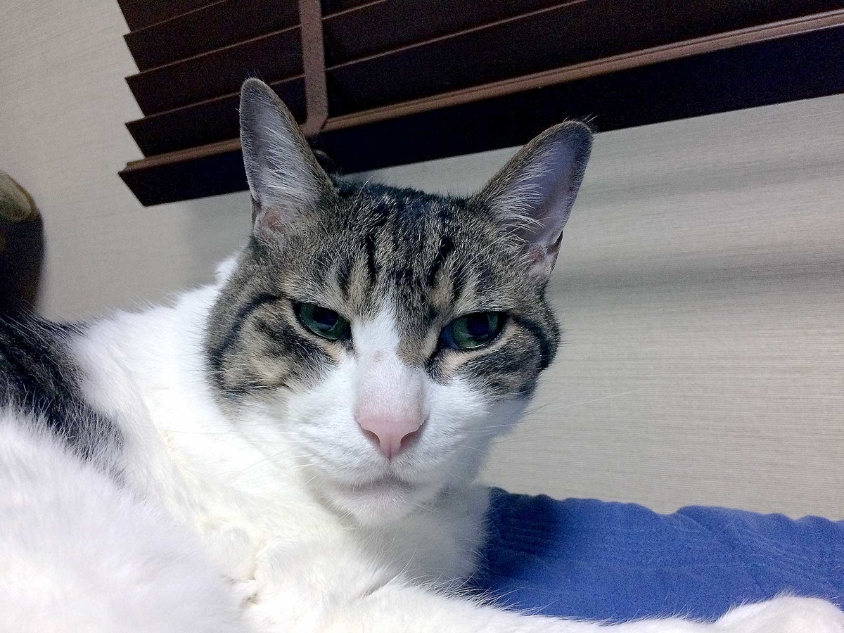 f:id:miemieization:20190701211126j:plain