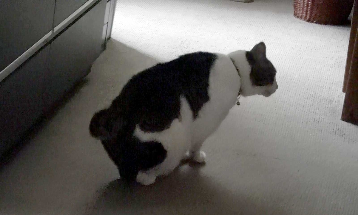 f:id:miemieization:20190721175341j:plain f:id:miemieization:20190721175341j:plain