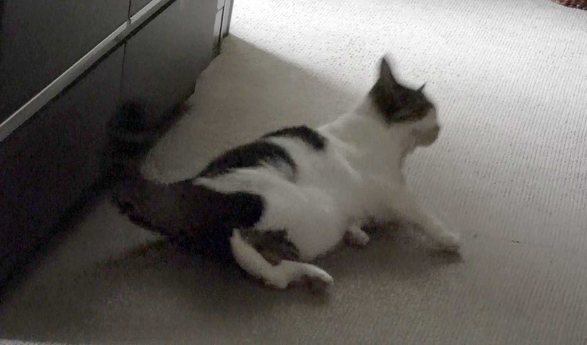 f:id:miemieization:20190721175458j:plain f:id:miemieization:20190721175458j:plain
